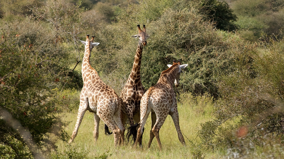 Wildlife near the Kruger National Park fence line